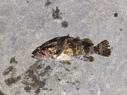 タケノコメバルの釣果