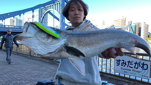 シーバスの釣果