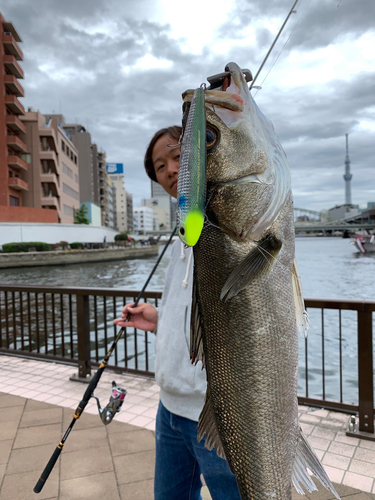 シーバスの釣果