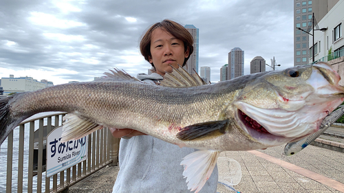 シーバスの釣果