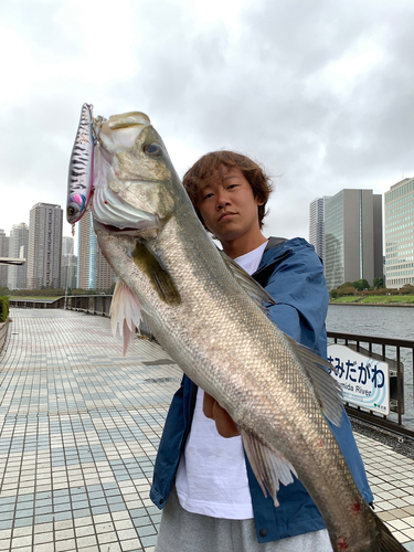 シーバスの釣果