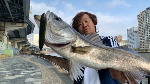 シーバスの釣果