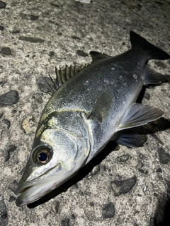 ヒラスズキの釣果