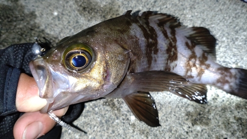 シロメバルの釣果