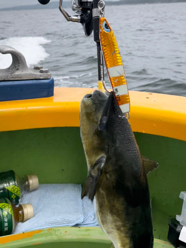 シロサバフグの釣果