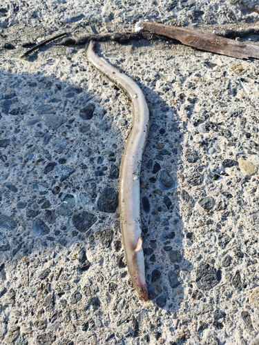 ウナギの釣果