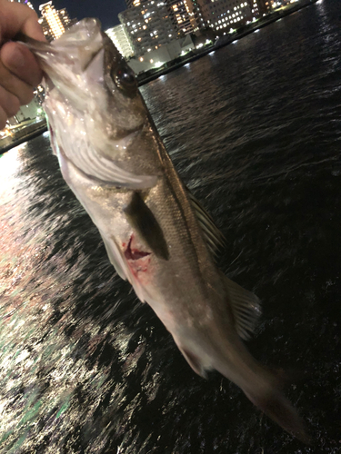 シーバスの釣果