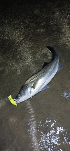 シーバスの釣果