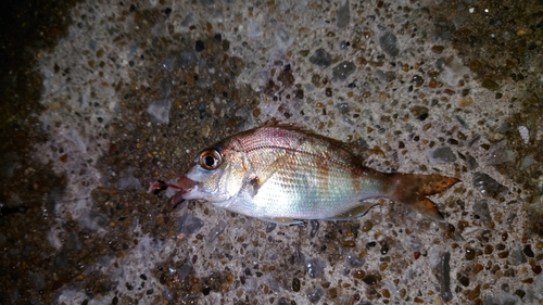 チャリコの釣果