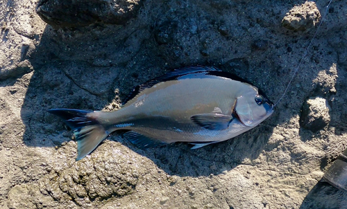 メジナの釣果