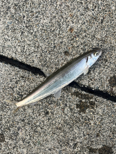 チカの釣果