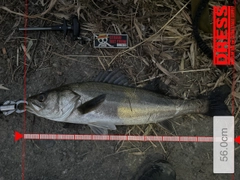 シーバスの釣果