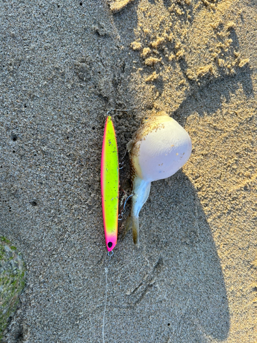 ショウサイフグの釣果