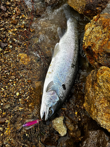 ニジマスの釣果