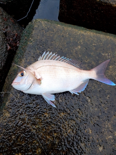 タイの釣果