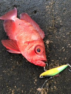 ホウセキキントキの釣果