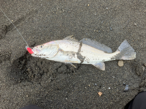 ニベの釣果