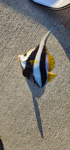 チョウチョウウオの釣果