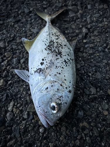 メッキの釣果