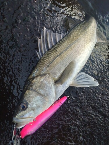 シーバスの釣果