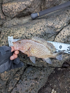 オオモンハタの釣果