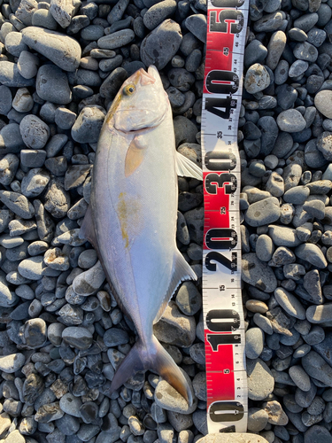 ショゴの釣果