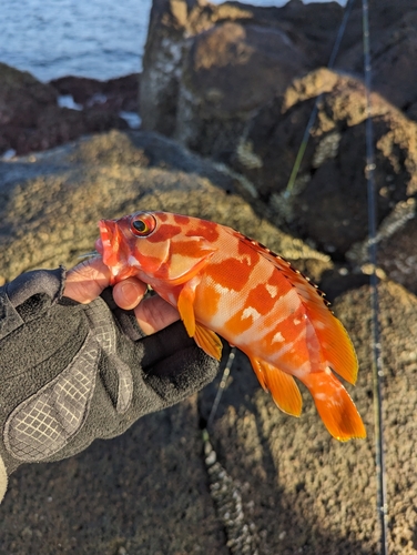 アカハタの釣果