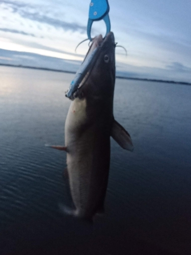 アメリカナマズの釣果