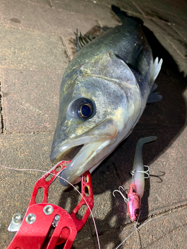 シーバスの釣果