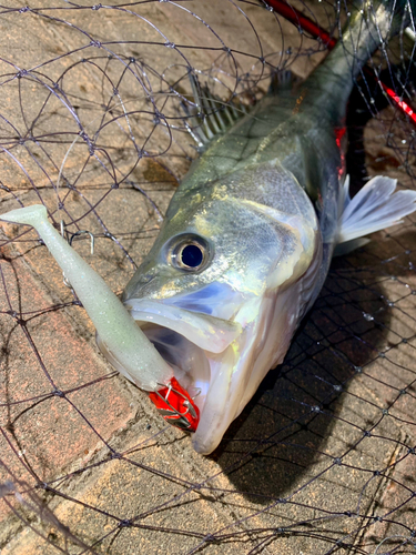 シーバスの釣果