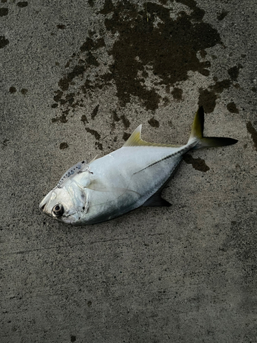 メッキの釣果