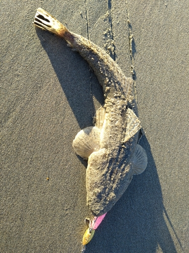 マゴチの釣果