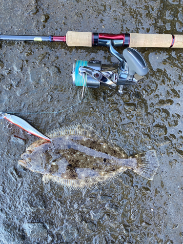 ヒラメの釣果