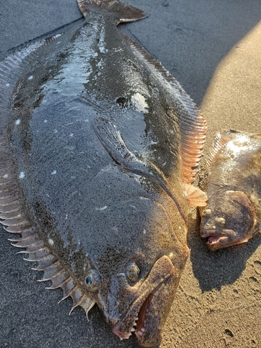 ヒラメの釣果