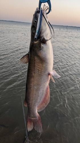 アメリカナマズの釣果