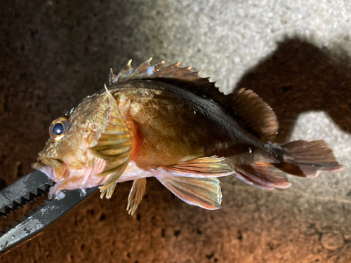 カサゴの釣果