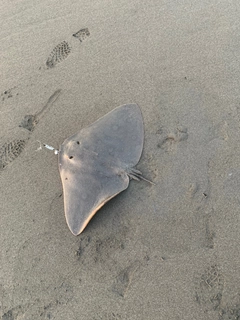 アカエイの釣果