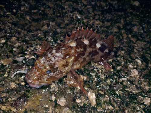 カサゴの釣果