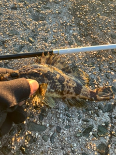 タケノコメバルの釣果