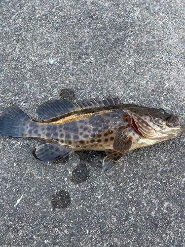 チャイロマルハタの釣果