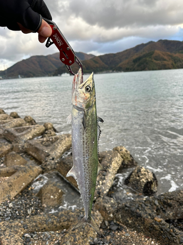 サゴシの釣果