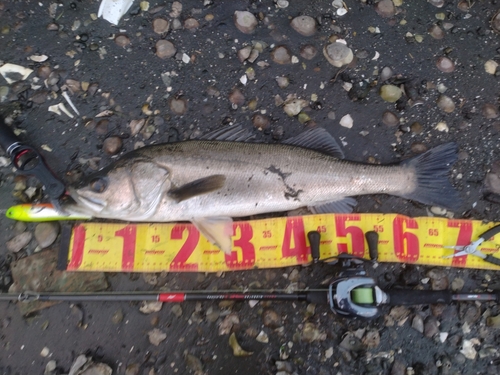 シーバスの釣果