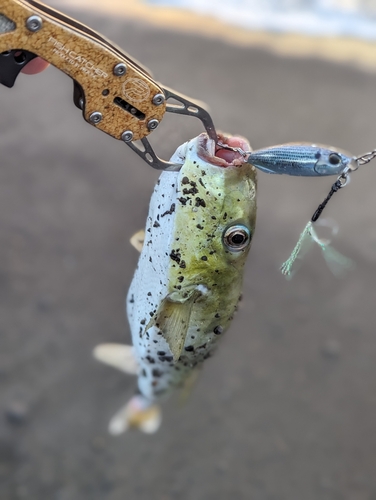 シロサバフグの釣果