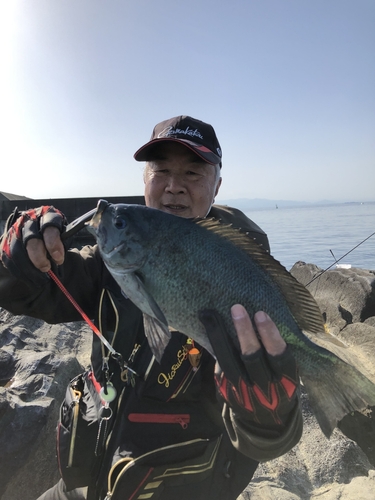 メジナの釣果