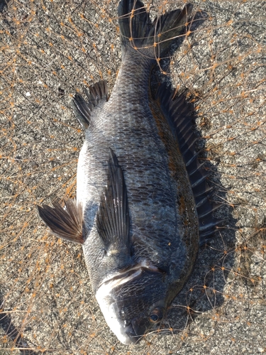 チヌの釣果