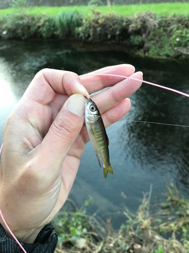 オイカワの釣果