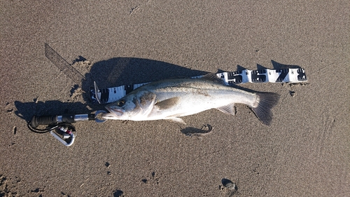 スズキの釣果