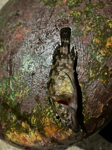 タケノコメバルの釣果