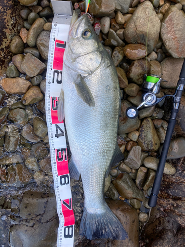 ヒラスズキの釣果