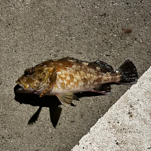 カサゴの釣果